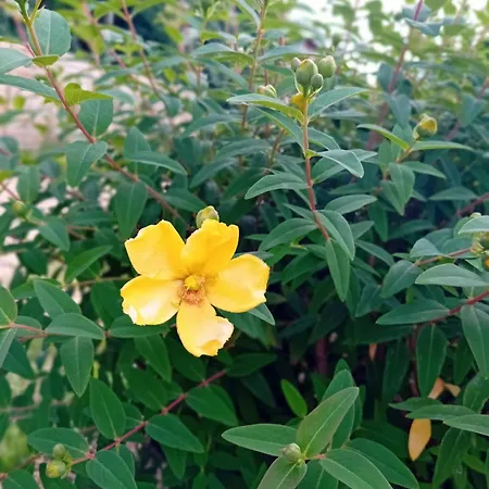 Сasa de vacaciones L'entraxe Tres Lumineux Au Coeur De Didier Saint-Didier-sur-Chalaronne